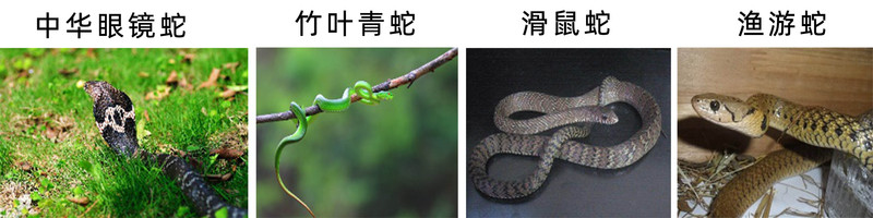 蛇分类.jpg